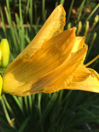 Close-up of yellow flower