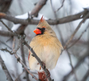 Close-up of bird perching on branch