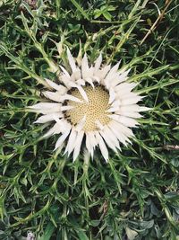 Close-up of flower blooming on field