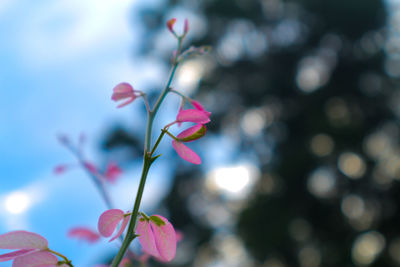 Close-up of pink flowering plant