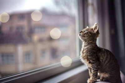 Cat looking through window at home