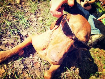 Low section of man with dog on field