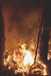 Close-up of bonfire in forest at night