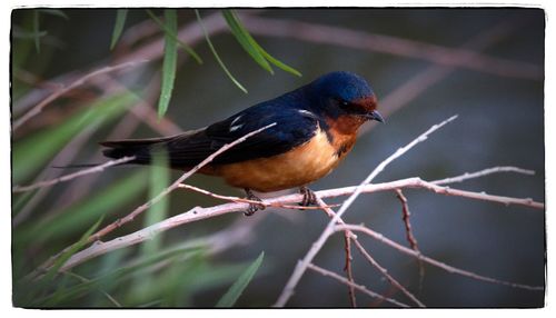 Close-up of bird perching on leaf