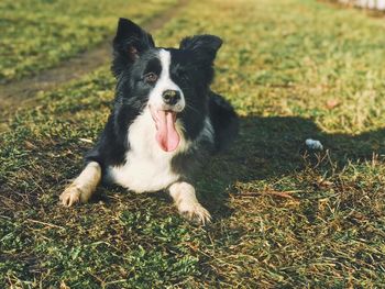 Portrait of dog on grass