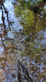 Full frame shot of plants in lake