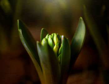 Close-up of flower buds growing outdoors