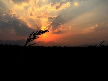 Silhouette plants against sky during sunset