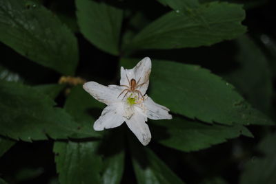 Close-up of butterfly on plant