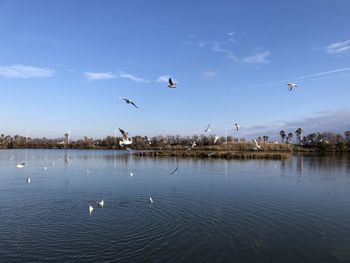 Seagulls flying over lake against sky