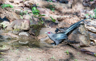 High angle view of bird perching on rock