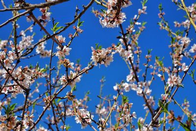 Low angle view of cherry blossoms against clear sky