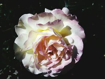 Close-up of pink rose