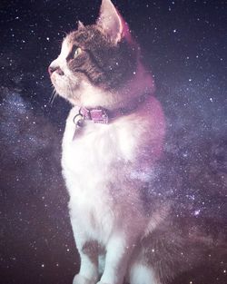 View of cat against sky at night