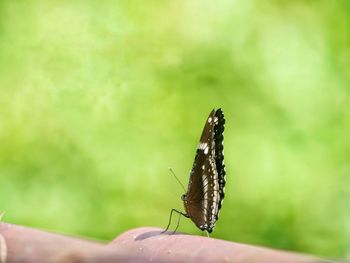 Close-up of butterfly on hand
