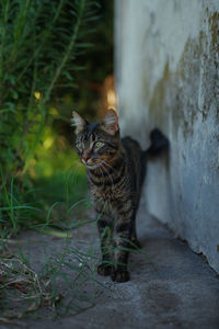 Portrait of cat sitting on street