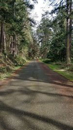 Road amidst trees in forest