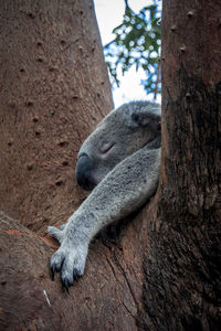 View of animal sleeping on tree trunk