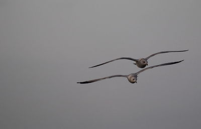 Bird flying in sky