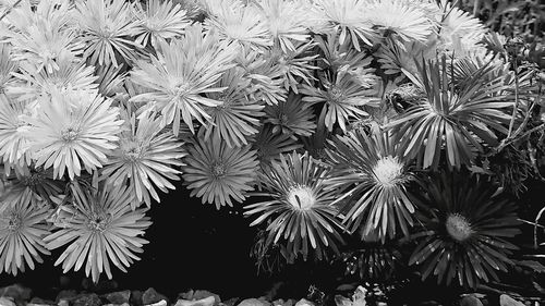 High angle view of flowering plants on field