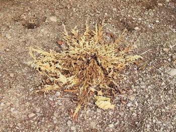 High angle view of dry plants on field