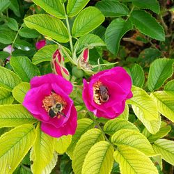 Close-up of pink flowers