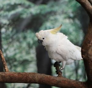 Close-up of bird perching on branch