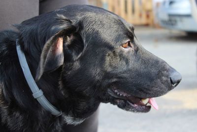 Close-up of dog looking away