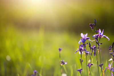 Field of wild violet flowers in the grass in the sun. spring time, summertime, ecology, rural