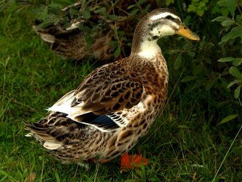 Close-up of mallard duck