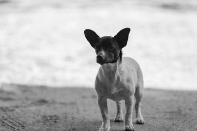 Portrait of dog standing on beach