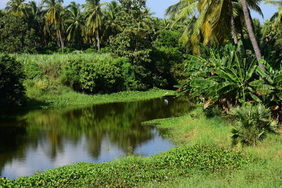 Scenic view of lake by trees