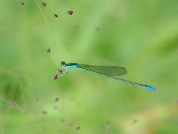 Close-up of damselfly on leaf