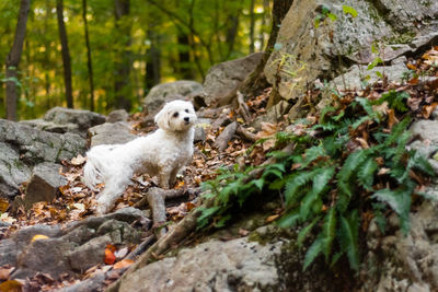 Portrait of dog on rock in forest