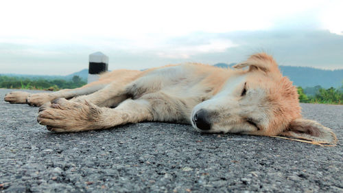 Dog sleeping in a city