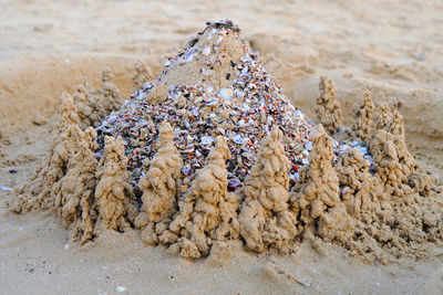 Close-up of seashell on beach