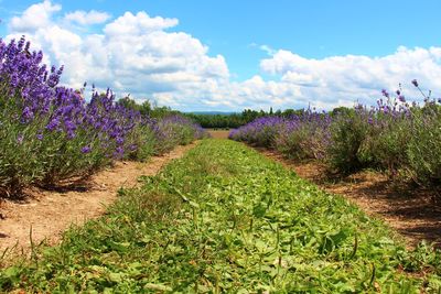 Plants growing on field against sky