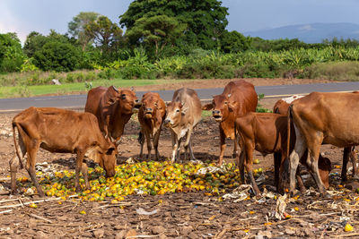 Cows standing in a field