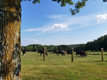 View of horses on field against sky