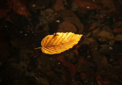 Close-up of wet leaf in water