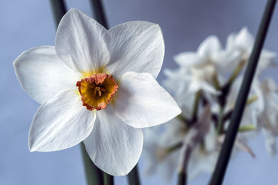 Close-up of white flower 