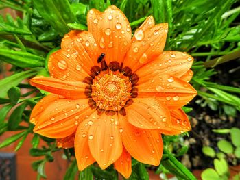 Close-up of water drops on flower