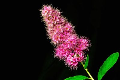 Close-up of purple flowers