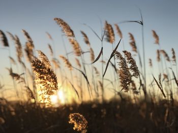 Close-up of stalks in field against sky