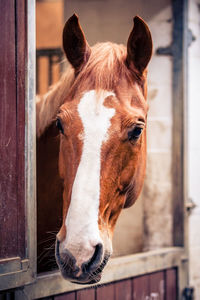 Close-up portrait of horse in stable