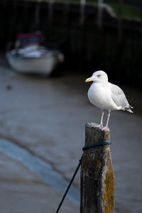 Seagull perching on wooden post