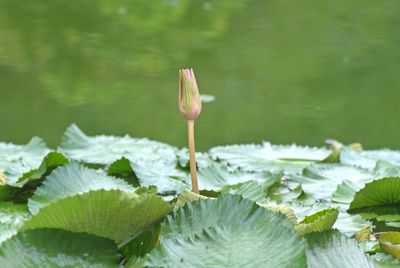 Close-up of lotus water lily in lake