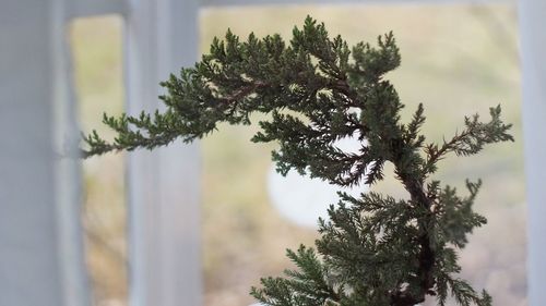 Close-up of pine tree during winter