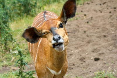 Portrait of horse on field