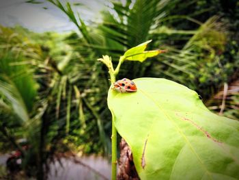 Close-up of ladybug on plant